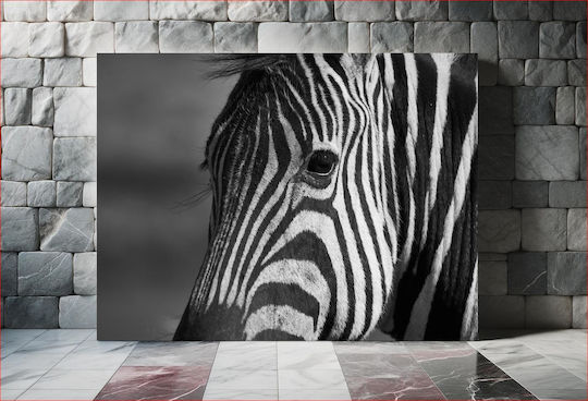 Black And White Zebra Ασπρόμαυρη Ζέβρα 1