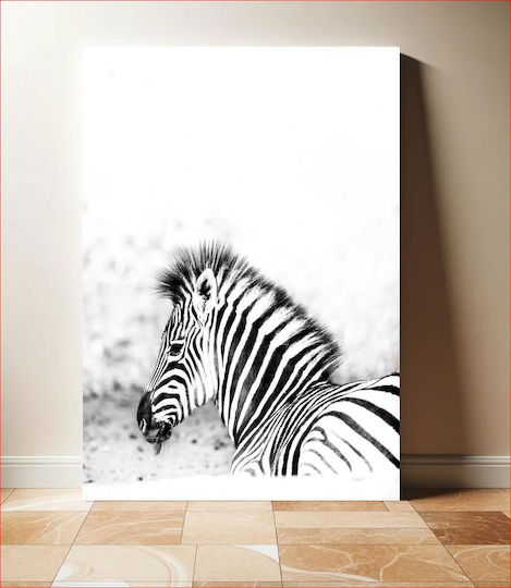 Black And White Zebra Ασπρόμαυρη Ζέβρα