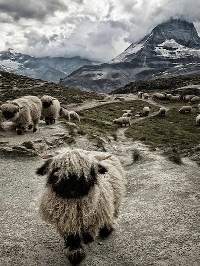Sheep P Ξύλινο