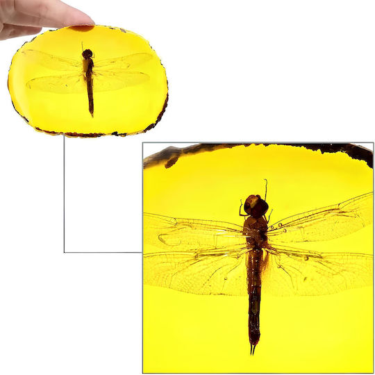 Amber Dragonfly – Amber Imitation Realistic Insect Decorative Embedded Insect Ideal for Collections Educational Purposes