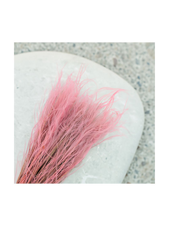Dried Stipa Feather Grass Stipa Pennata Antique Pink