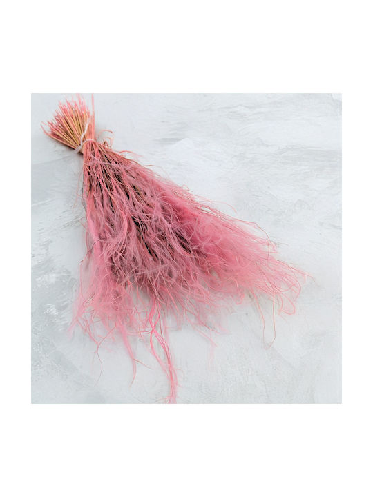 Dried Stipa Feather Grass Stipa Pennata Antique Pink
