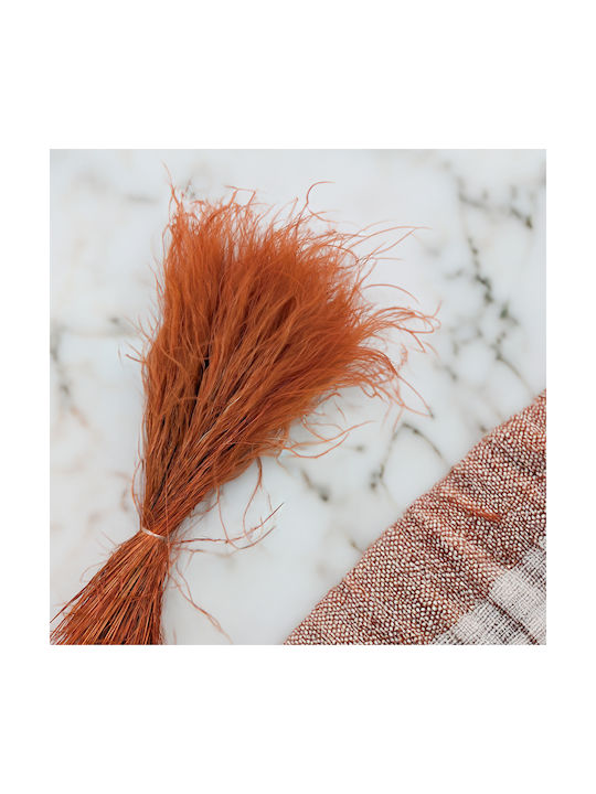 Iarbă Stipa Uscată Aripă Stipa Pennata Terracota Închisă
