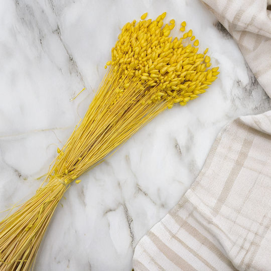 Dried Quaking Grass Briza Maxima Yellow
