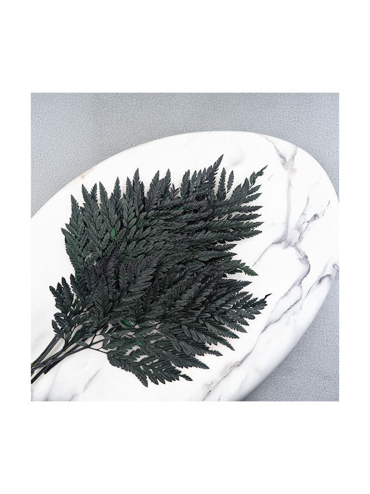 Stabilized Fern Leathery
