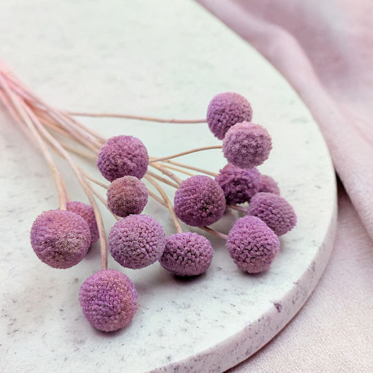 Dried Craspedia Craspedia Extra Purple Bouquet 15 Pcs Dried Craspedia Craspedia Extra Purple Bouquet 15 Pcs