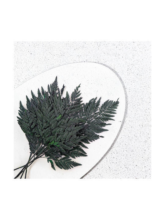 Stabilized Fern Leathery