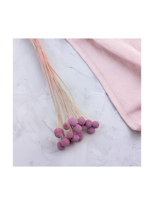 Dried Craspedia Craspedia Extra Purple Bouquet 15 Pcs