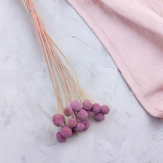 Dried Craspedia Craspedia Extra Purple Bouquet 15 Pcs