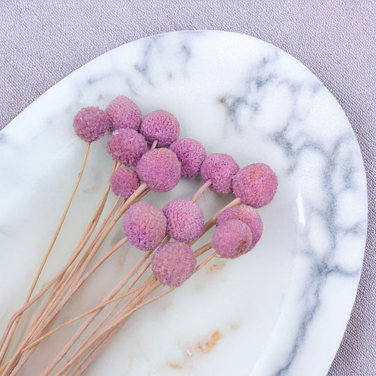 Dried Craspedia Craspedia Extra Purple Bouquet 15 Pcs