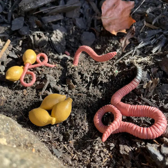 Safari Ltd Life Cycle of a Worm Εκπαιδευτικό Παιχνίδι Γνώσεων για 4+ Ετών