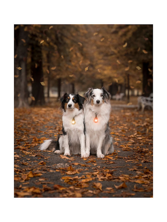 Φωτάκι Orbiloc Dog Dual White Φωτάκι Orbiloc Dog Dual White