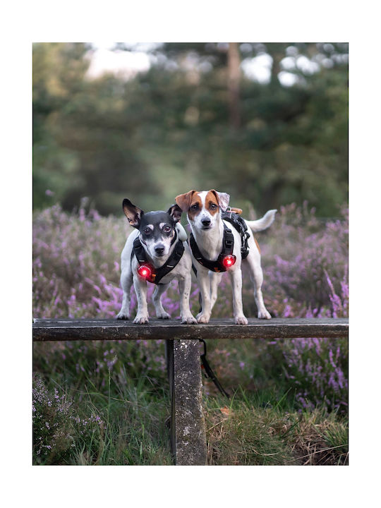 Φωτάκι Orbiloc Dog Dual Amber