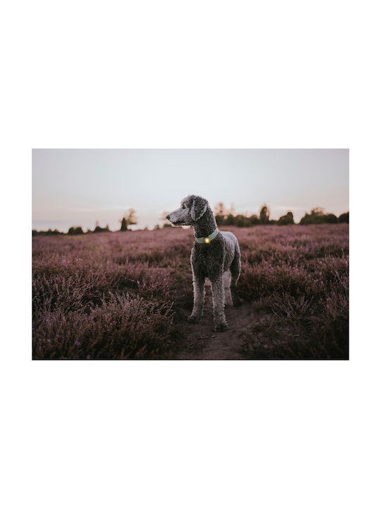 Φωτάκι Orbiloc Dog Dual Pink