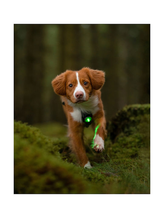 Φωτάκι Orbiloc Dog Dual Pink