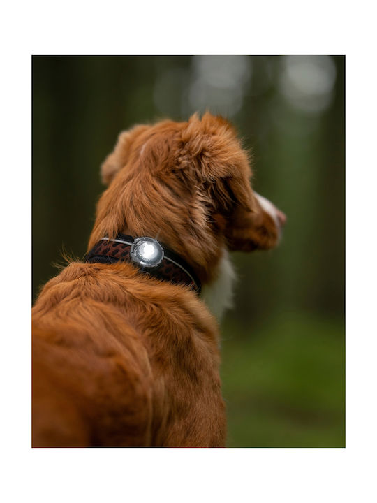 Φωτάκι Orbiloc Dog Dual Amber
