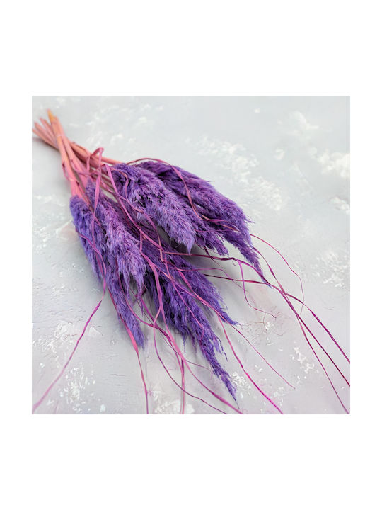 Mini Pampas Grass Lilac 10pcs