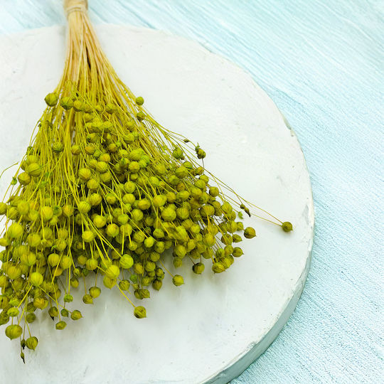 Dried Flaxseed Celadon