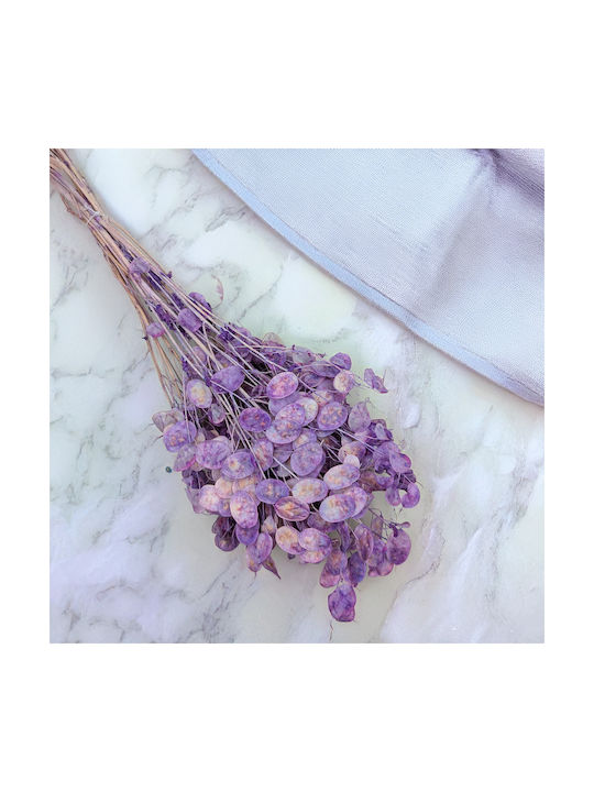 Monthly Dried Lunaria Lavender