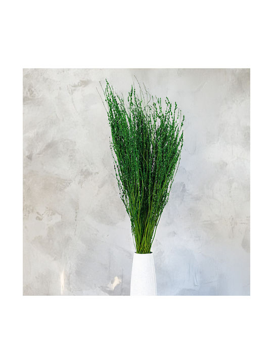 Lepidium Lepidium Sativum Verde