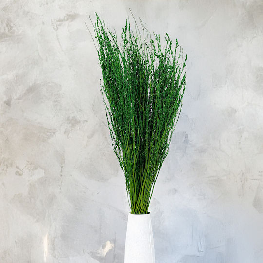 Lepidium Lepidium Sativum Green