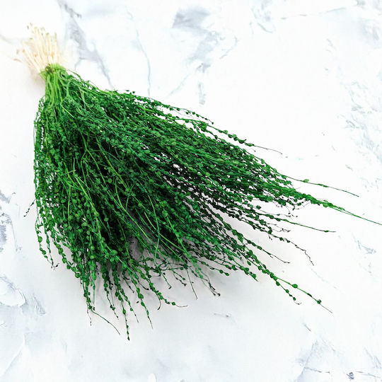 Lepidium Lepidium Sativum Green