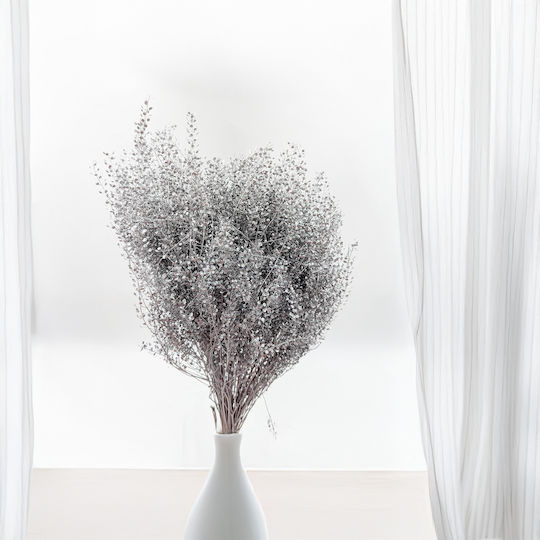 Dried Lepidium Lepidium Sativum Silver