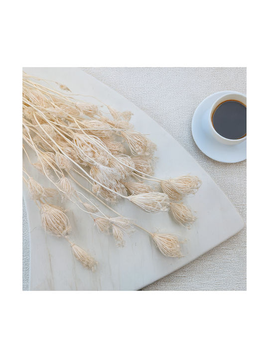 Fennel Bleached