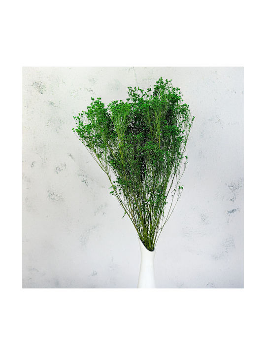 Dried Broom Bloom Gorse Green