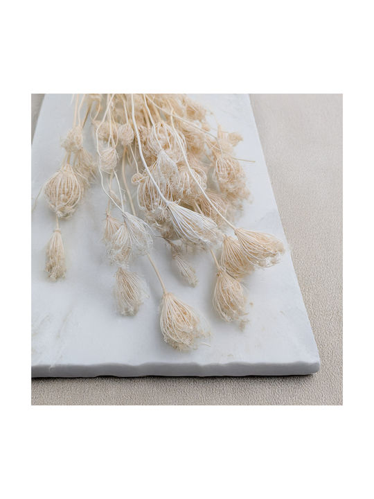 Fennel Bleached