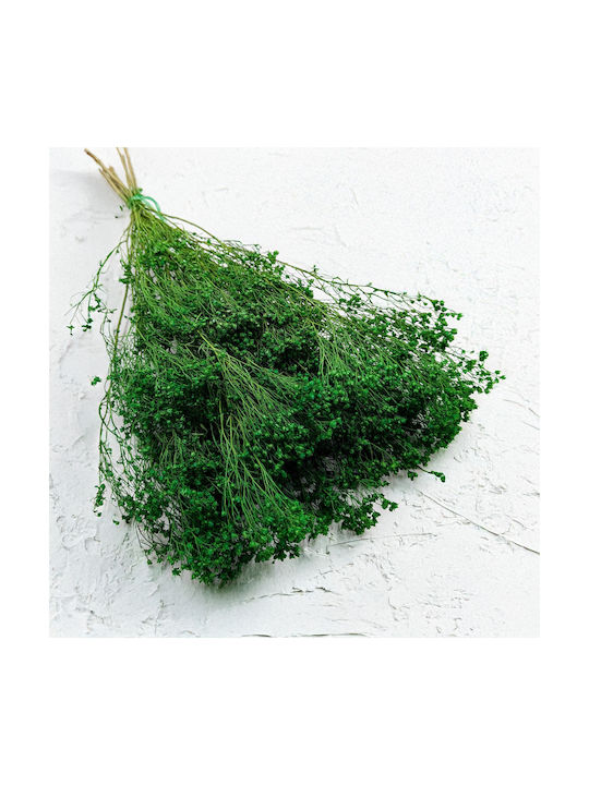 Dried Broom Bloom Gorse Green