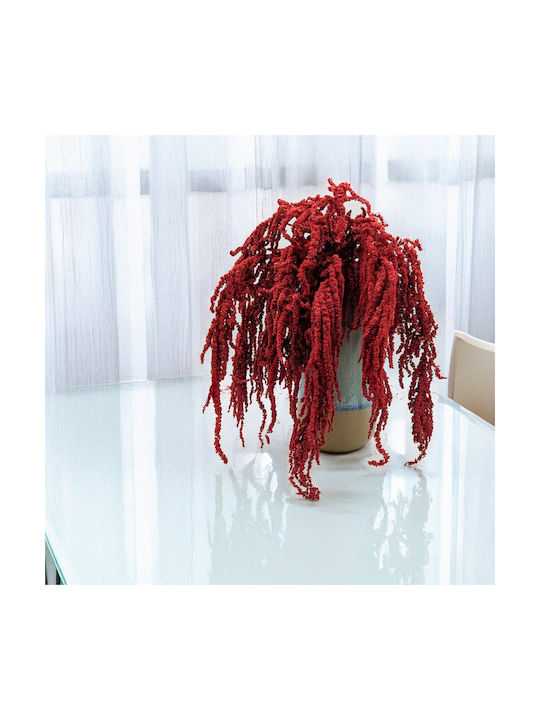Stabilized Amaranth Red Amaranth