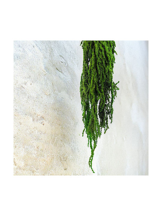 Stabilized Amaranth Green Amaranth