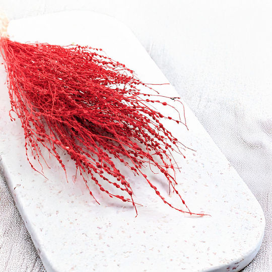Lepidium Lepidium Sativum Red