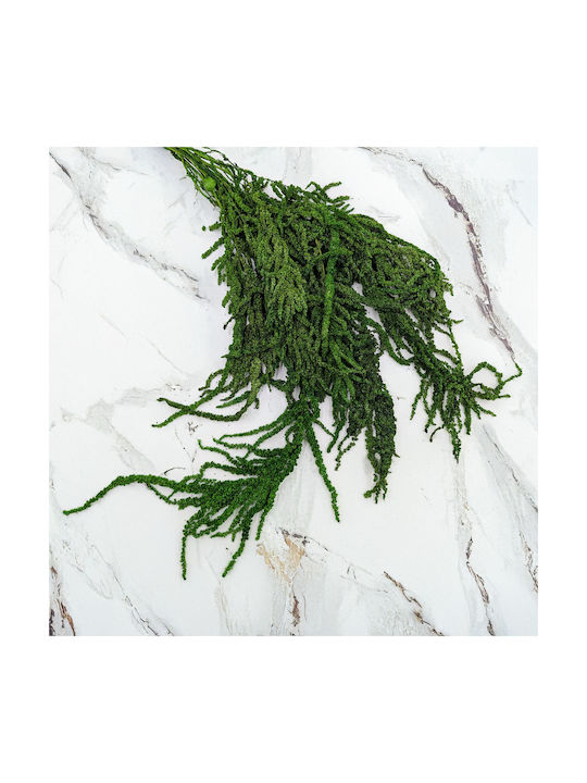 Stabilized Amaranth Green Amaranth
