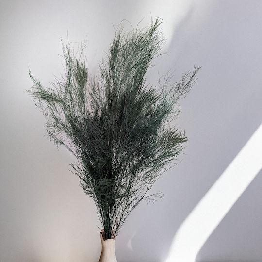 Stabilized Fern Tree-like