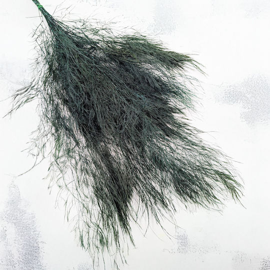 Stabilized Fern Tree-like