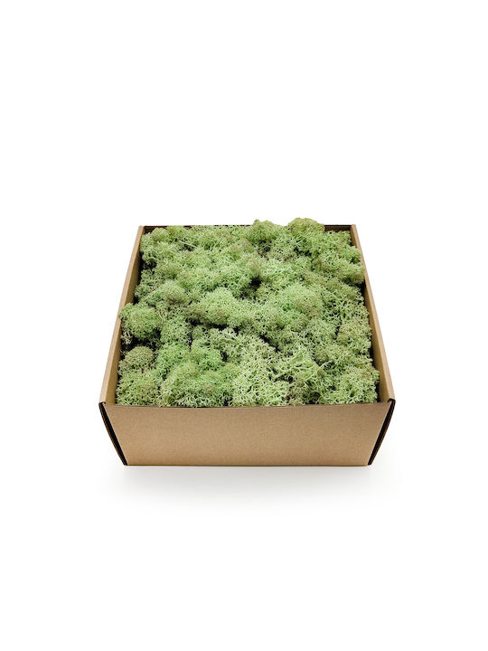 Reindeer Moss Norway Mint Green 500g Net