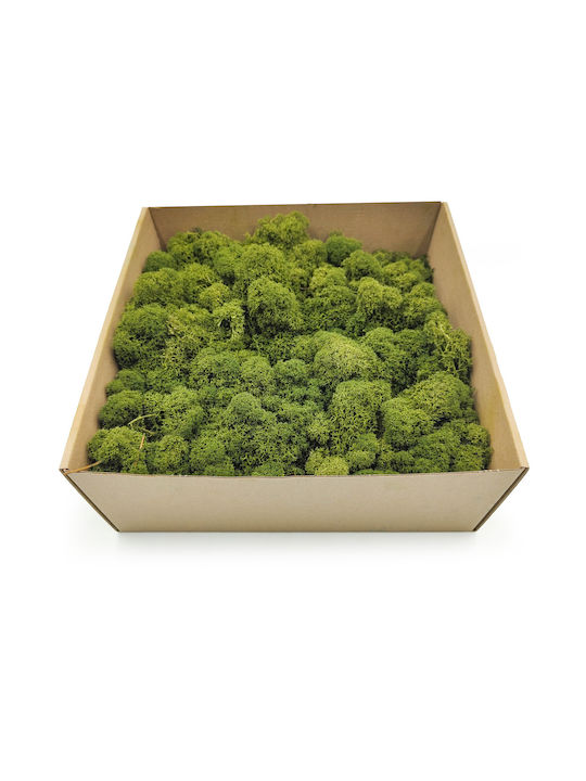 Rehbraun Moos Finnisch Gereinigte Olive 500g Netto