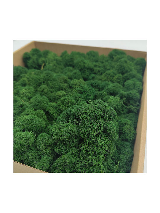 Reindeer Moss Finnish Cleaned Bottle Green 500g Net