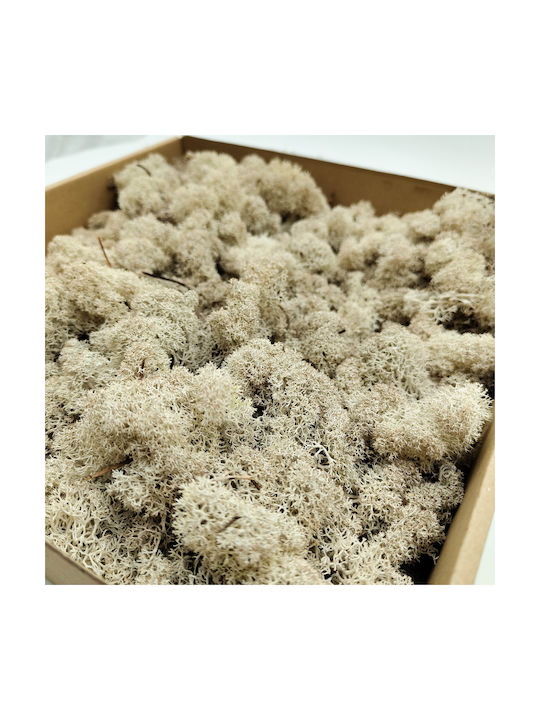Reindeer Moss Finnish Cleaned White 500g Net