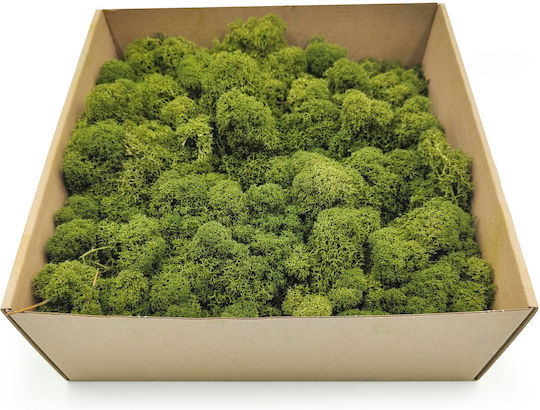 Reindeer Moss Finnish Cleaned Olive 50g Net