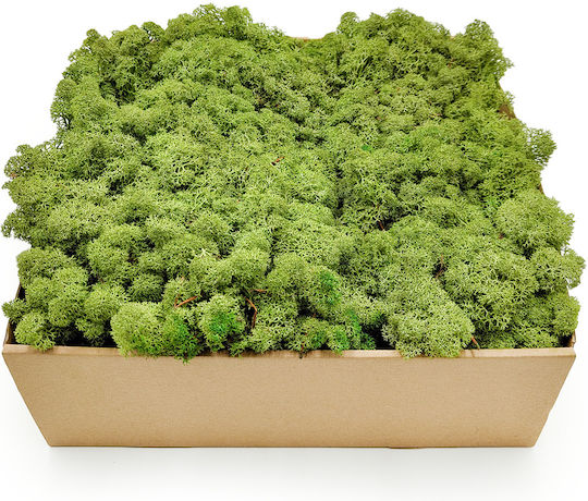 Mușchi De Ren Lichen Norvegia Mediu Verde 500g Net