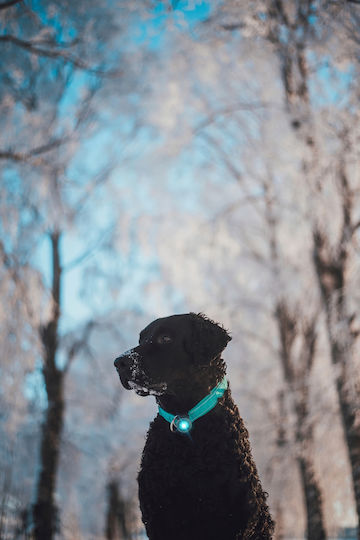 Lumină Orbiloc Dog Dual Auriu