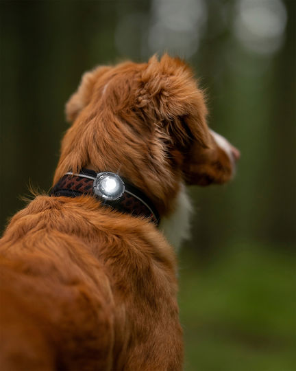 Lumină Orbiloc Dog Dual Auriu