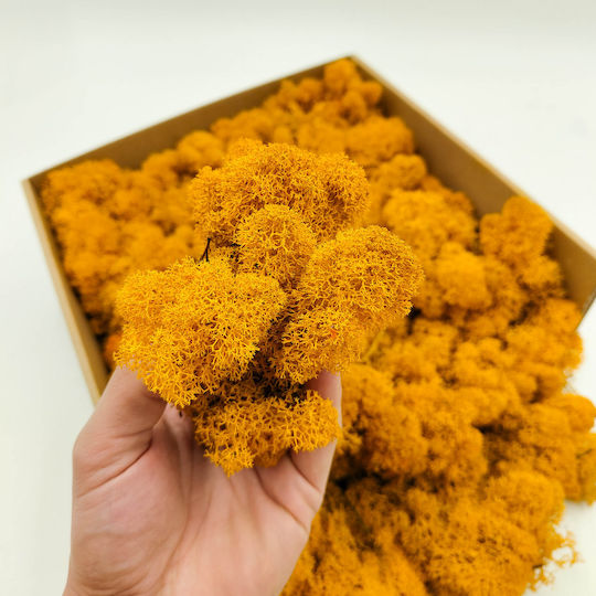 Reindeer Moss Finnish Cleaned Dark Yellow 500g Net