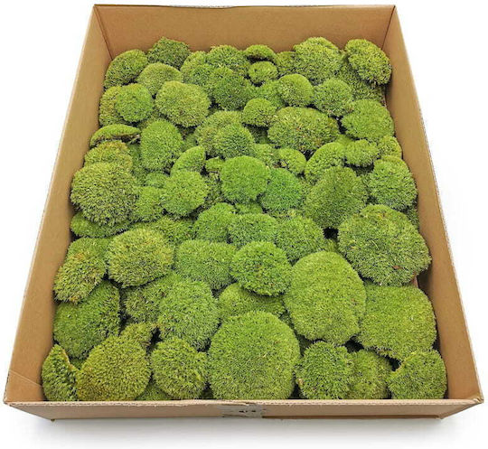 Moss Cushion Light Green Natural 0.1m² 40x25cm France