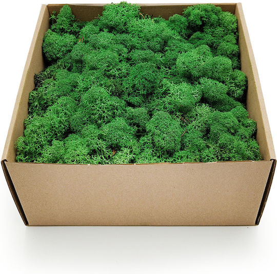 Reindeer Moss Lichen Norway Shade Grass 250g Net