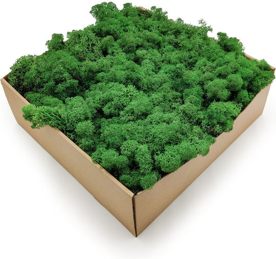 Reindeer Moss Lichen Norway Shade Grass 250g Net