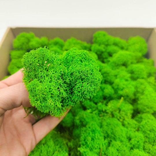 Mușchi de Ren Curat Finlandez Verde de Vară 500g Net